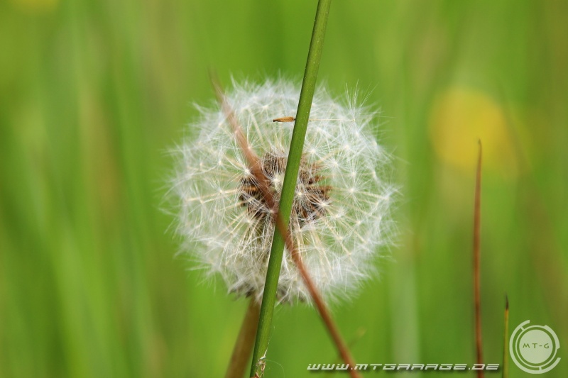 w_IMG_5438.JPG